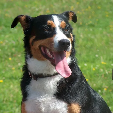 Oberlanderhof Hotel Bönigen