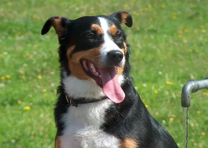 Oberlanderhof Hotel Bönigen